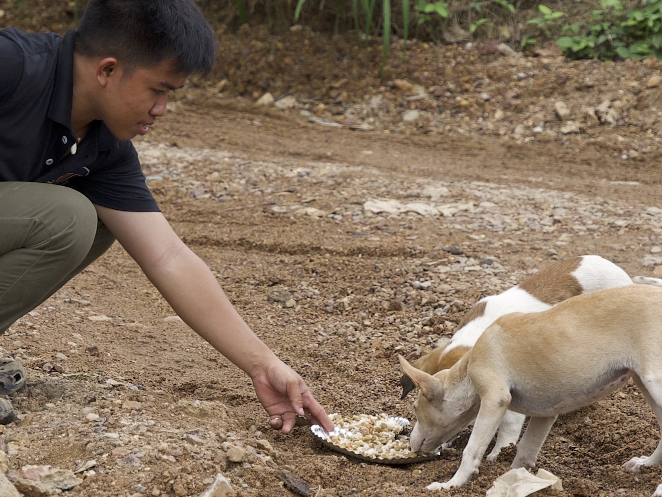 Stray Feeding Program